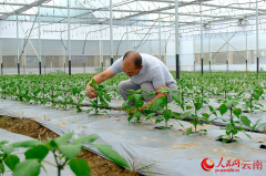 多的菜农一手握锄头、一手拿话筒